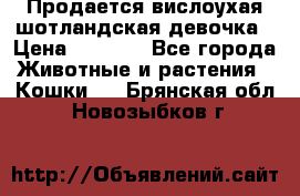 Продается вислоухая шотландская девочка › Цена ­ 8 500 - Все города Животные и растения » Кошки   . Брянская обл.,Новозыбков г.